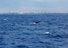 WhaleWatching 032
